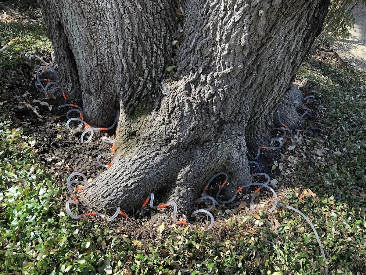 Detailed Tree Cabling and Bracing job site in Green Sulphur Springs