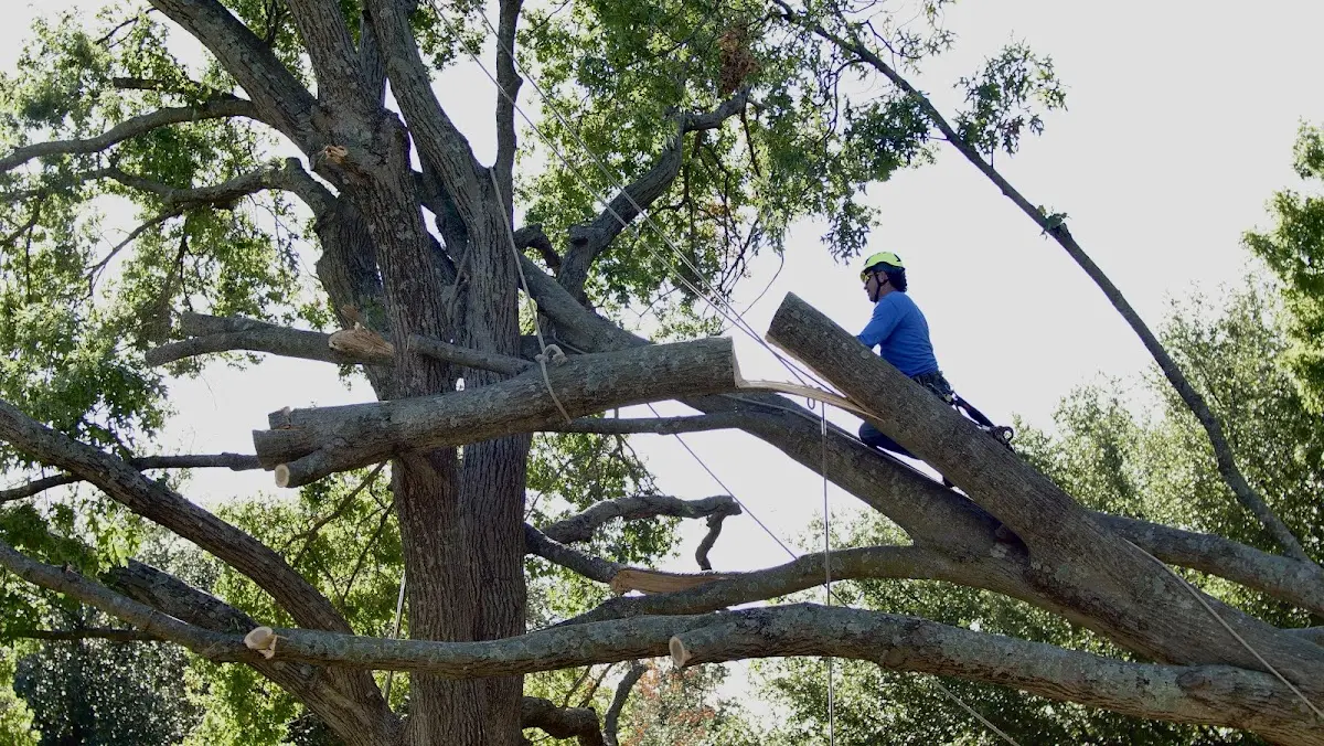 Professional Crown Thinning performed by certified arborists in Green Sulphur Springs